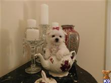 maltese puppy posted by Elegant Babies